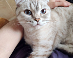 Кошки в Самаре: Кошка Френни в добрые руки Девочка, Бесплатно - фото 3