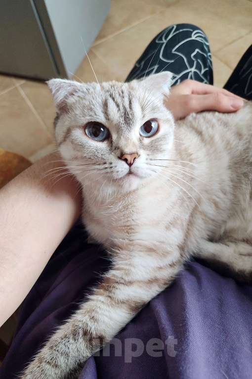 Кошки в Самаре: Кошка Френни в добрые руки Девочка, Бесплатно - фото 3