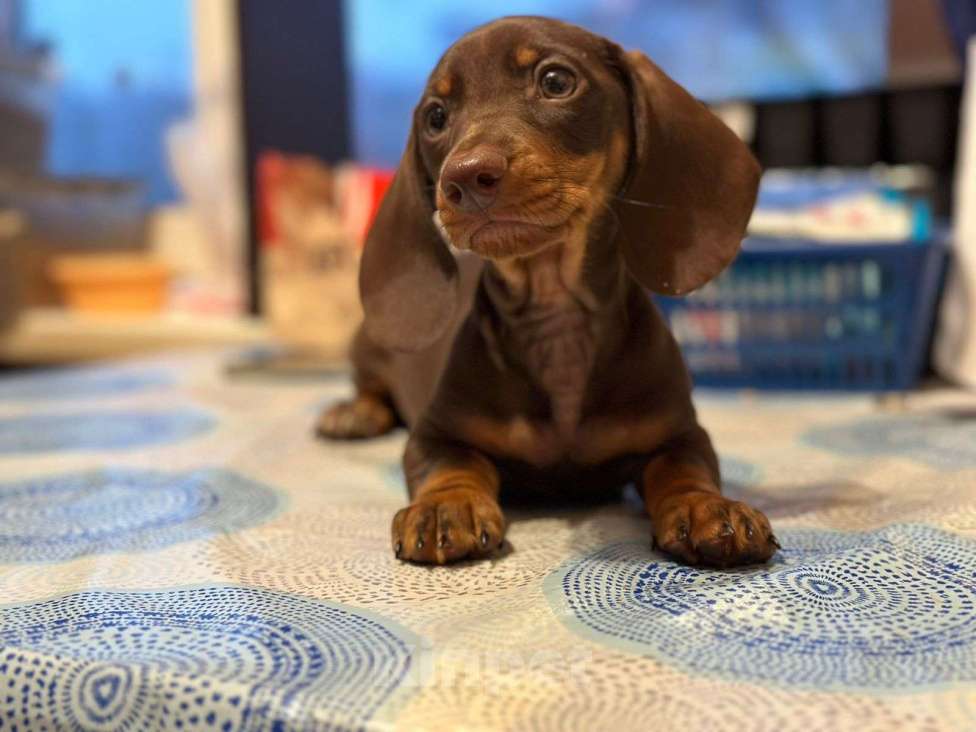 Собаки в Москве: Мальчик РКФ Мальчик, 40 000 руб. - фото 10