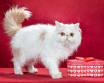 Кошки в других городах Омской области: Персидский чемпион породы на самый лучший диван Мальчик, 50 000 руб. - фото 1