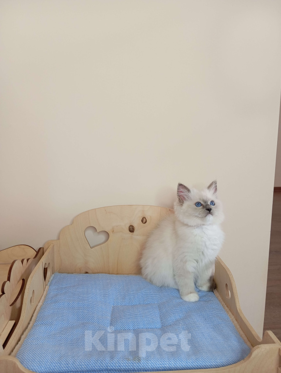 Кошки в Москве: Котëнок Рэгдолл Marusya Девочка, 100 000 руб. - фото 10