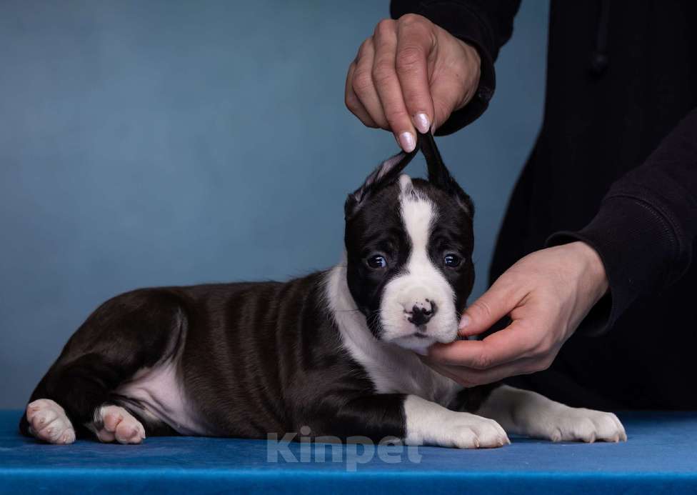 Собаки в Санкт-Петербурге: Девочки доступны к продаже Девочка, Бесплатно - фото 2