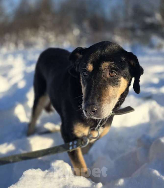 Собаки в Королеве: Габи – скромная и тихая собака. Девочка, Бесплатно - фото 6