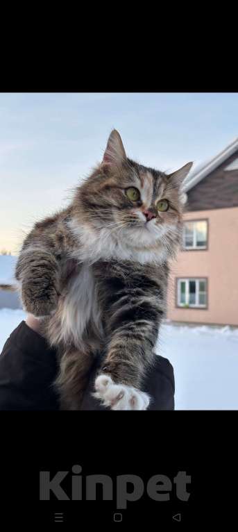 Кошки в других городах Московской области: Ласковая кошечка в добрые руки Девочка, Бесплатно - фото 1