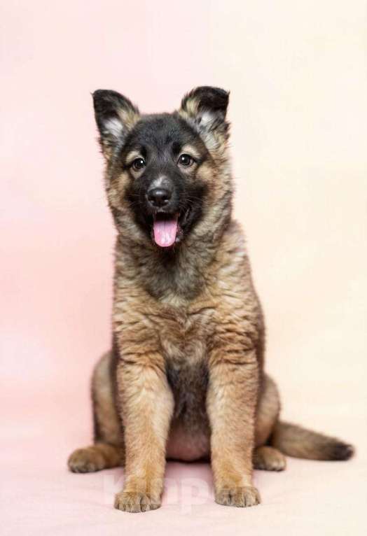 Собаки в Химках: Ваша семья ждёт Найку! Девочка, Бесплатно - фото 3