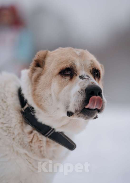 Собаки в Видном: Алабай Джек, 6 лет Мальчик, Бесплатно - фото 4