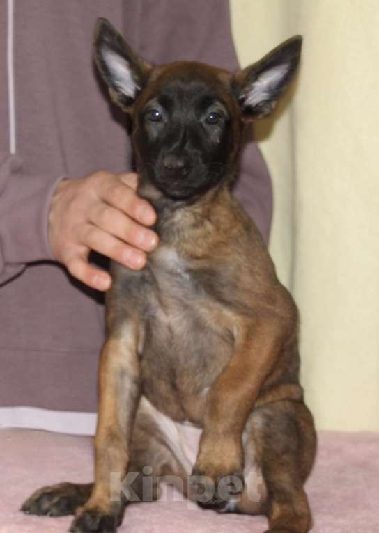 Собаки в других городах Московской области: Малинуа для спорта, работы, выставок и просто активной жизни Девочка, 60 000 руб. - фото 5