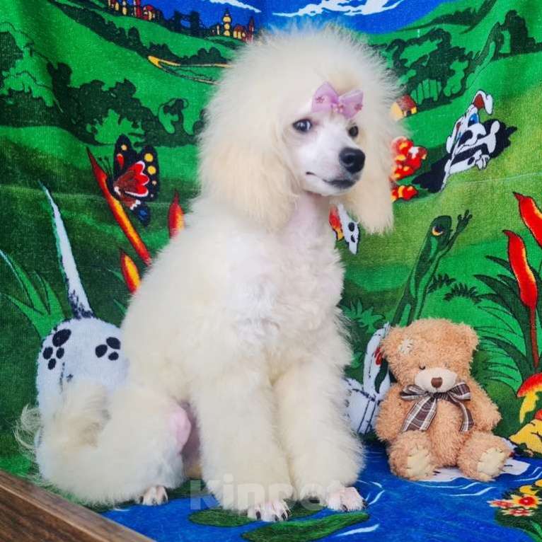 Собаки в Москве: Пудель той девочка белая Девочка, 100 000 руб. - фото 4