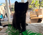 Кошки в Сочи: Котята крысоловы Девочка, 1 руб. - фото 4