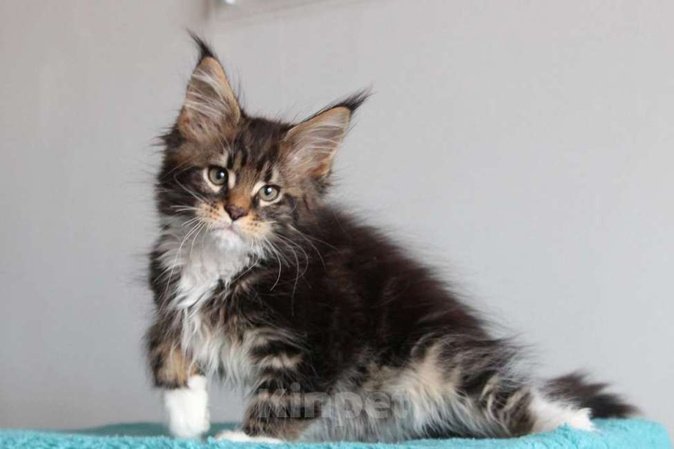 Кошки в Екатеринбурге: Котенок мейнкун из питомника РИЧКУН Мальчик, 45 000 руб. - фото 3