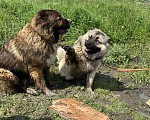 Собаки в Москве: Молодой кавказец в дар, Бесплатно - фото 6