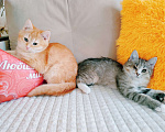 Кошки в Санкт-Петербурге: Котята 2 мес. британец и сибирская в одну семью Мальчик, 200 руб. - фото 10