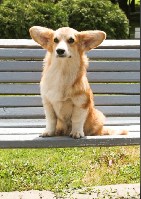 Собаки в Чапаевске: Корги Этери Эсми Девочка, 50 000 руб. - фото 3