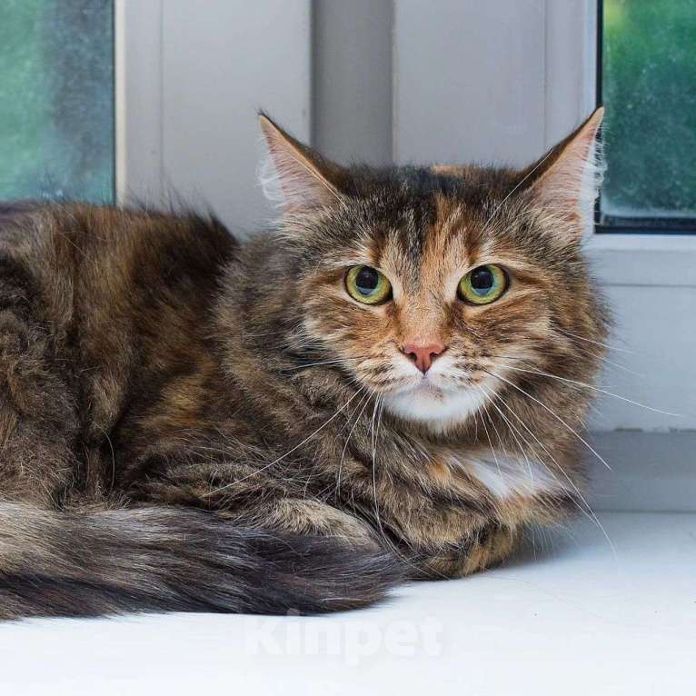 Кошки в Москве: Октавию 2,5 года никто не замечает Девочка, Бесплатно - фото 4