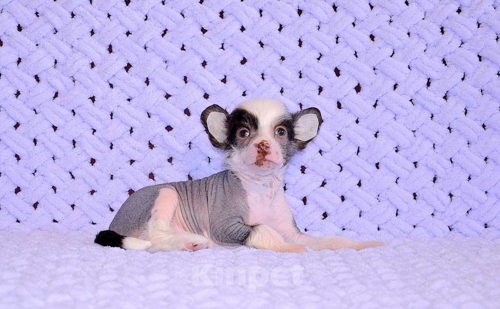 Собаки в Екатеринбурге: Мальчик КХС Мальчик, 40 руб. - фото 2