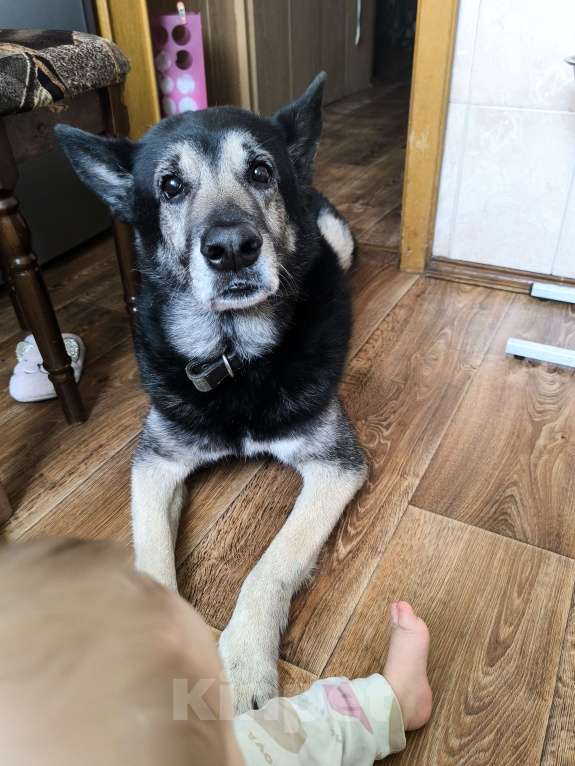 Собаки в Санкт-Петербурге: Гордон Мальчик, Бесплатно - фото 1