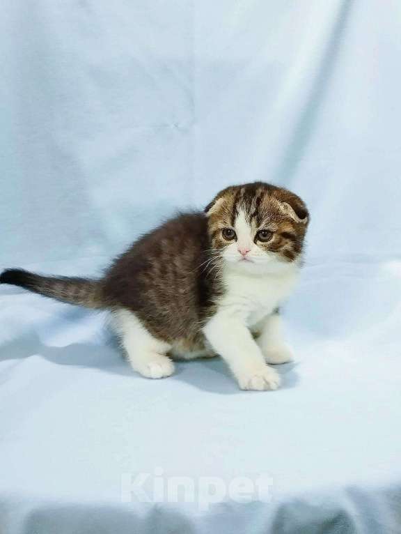 Кошки в Сарове: Шотландский вислоухий котенок Девочка, Бесплатно - фото 1