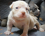 Собаки в Москве: Мальчики и девочки американский булли Разнополые, 70 000 руб. - фото 3