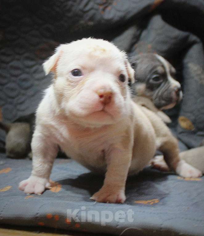 Собаки в Москве: Мальчики и девочки американский булли Разнополые, 70 000 руб. - фото 3