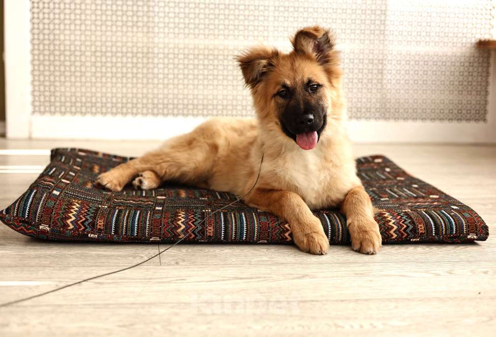 Собаки в Москве: Щенки бесплатно в Москве Мальчик, Бесплатно - фото 2