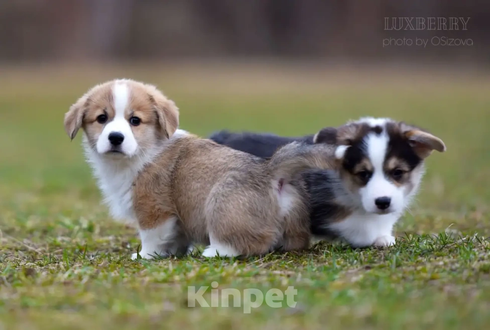 Собаки в Санкт-Петербурге: Вельш Корги Пемброк Девочка, Бесплатно - фото 2
