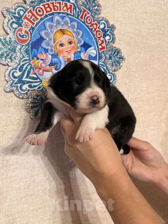 Собаки в других городах Московской области: Щенки Бордер Колли  Девочка, 90 000 руб. - фото 4