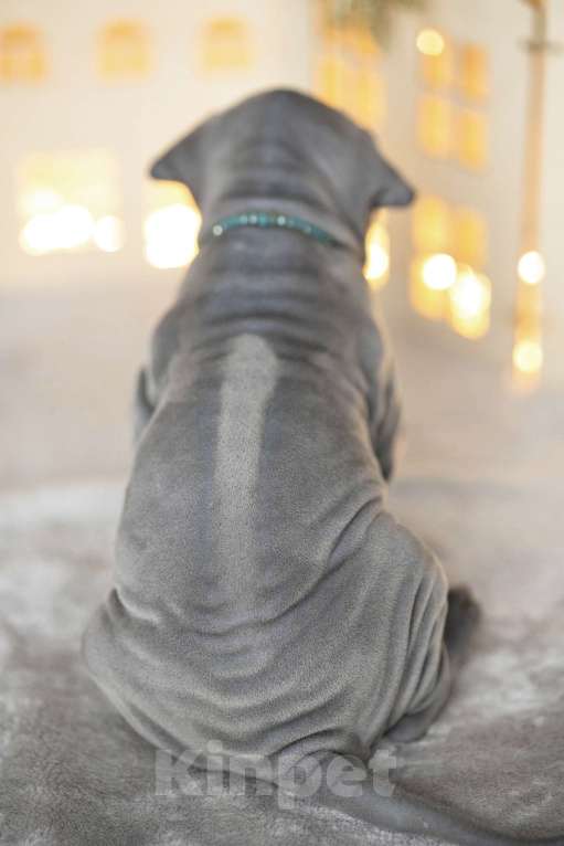 Собаки в Санкт-Петербурге: Щенок тайского риджбека шоу класса Мальчик, 150 000 руб. - фото 4