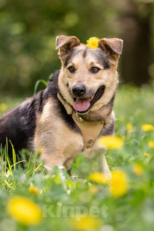 Собаки в Москве: Барри ищет своего человека Мальчик, Бесплатно - фото 6