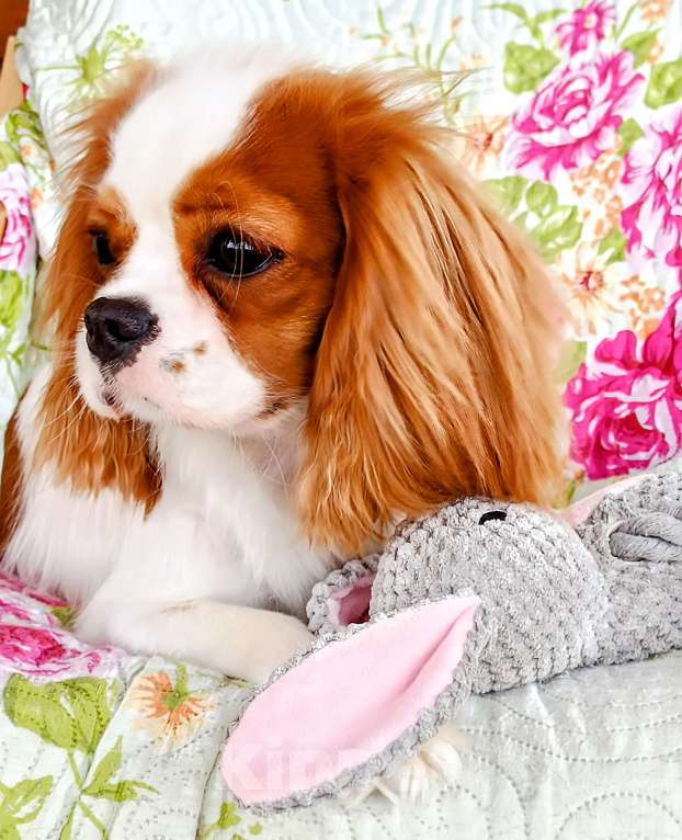 Собаки в других городах Московской области: Подрощенная девочка Девочка, 200 000 руб. - фото 3