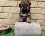 Собаки в Белгороде: Мальтипу девочка Девочка, 45 000 руб. - фото 1