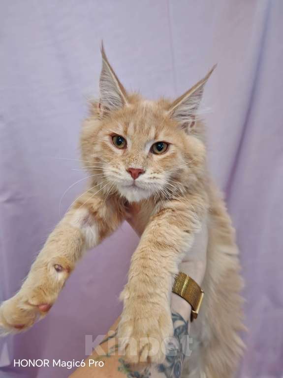 Кошки в Воронеже: Мальчик мейн кун Мальчик, 40 000 руб. - фото 1