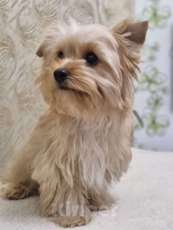 Собаки в Ростове-на-Дону: Голддаст йорк Мальчик, 30 000 руб. - фото 4