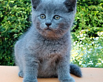 Кошки в Пензе: Британские котята Девочка, 3 500 руб. - фото 5