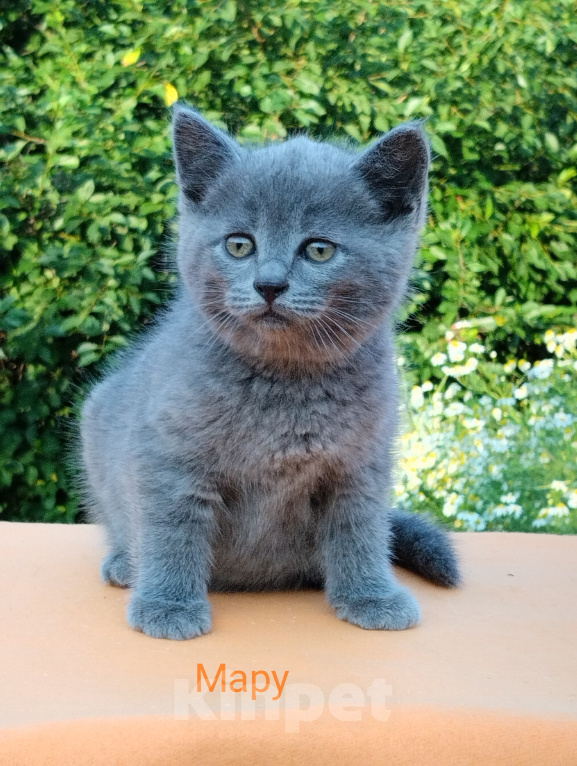 Кошки в Пензе: Британские котята Девочка, 3 500 руб. - фото 5