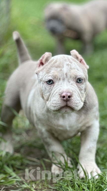 Собаки в Москве: Щенки Американского булли Мальчик, Бесплатно - фото 5