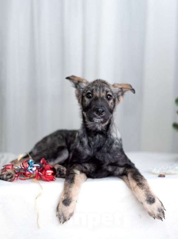 Собаки в Москве: Щенки метисы овчарки в добрые руки Мальчик, Бесплатно - фото 8
