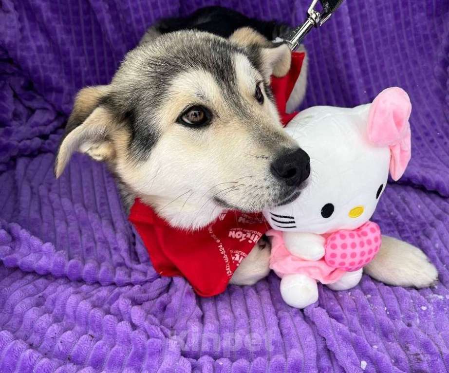 Собаки в Москве: Щенок метиса лайки некрупный ищет дом Девочка, Бесплатно - фото 1
