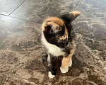 Кошки в Москве: Котенок в добрые руки Девочка, Бесплатно - фото 9