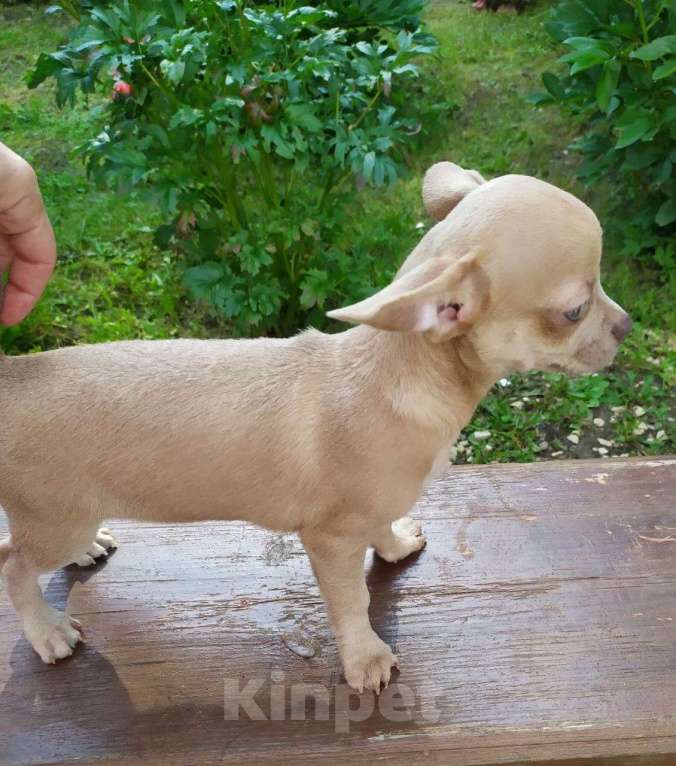 Собаки в Москве: лиловый мальчик симпатичный Мальчик, 45 000 руб. - фото 3