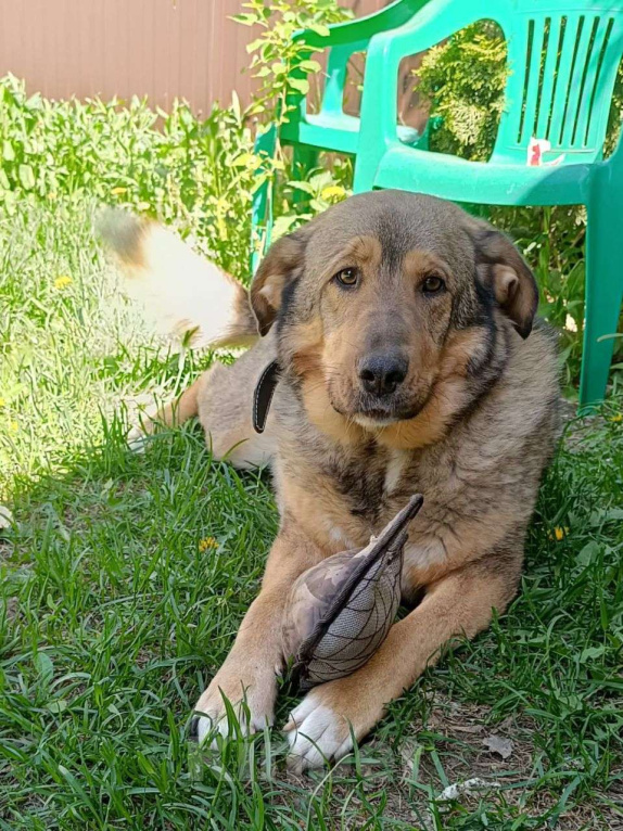 Собаки в Москве: Барни ищет семью,2 года,Привит Мальчик, Бесплатно - фото 3