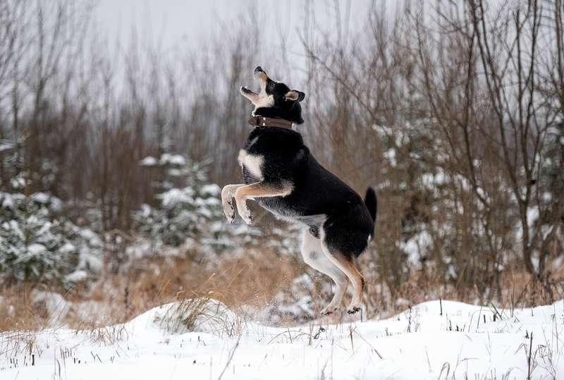 Собаки в Москве: Летающий и улыбающийся пёс Макс в добрые руки Мальчик, Бесплатно - фото 8