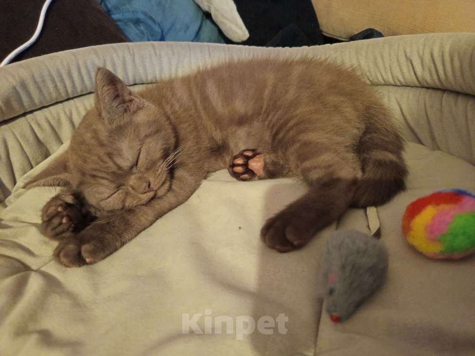 Кошки в других городах Московской области: Коричневый котенок британец 2 месяца  Мальчик, 15 000 руб. - фото 6