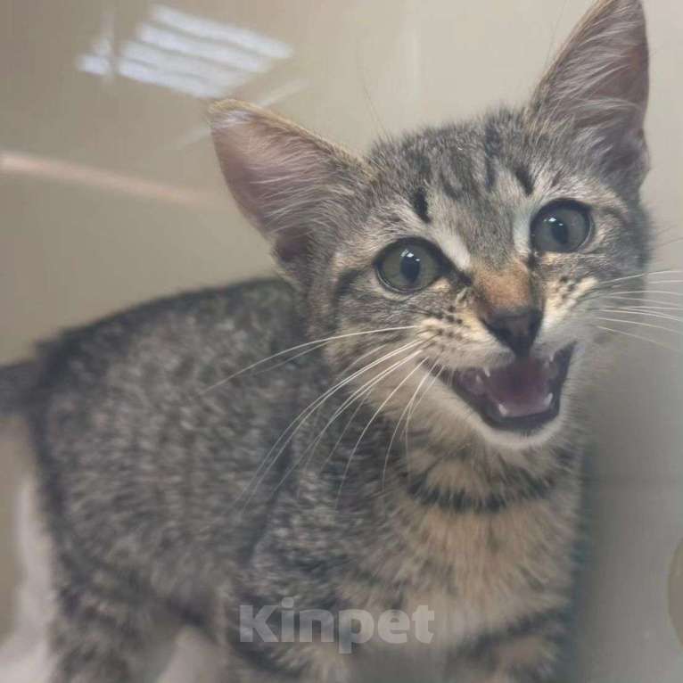 Кошки в Москве: Маленькая кроха живёт взаперти Девочка, Бесплатно - фото 2