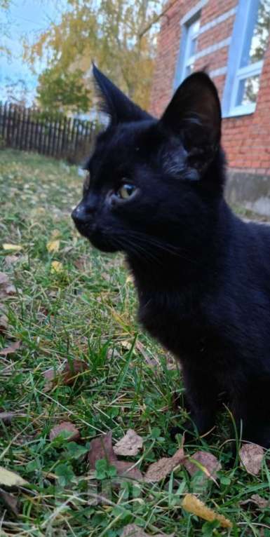 Кошки в Рязани: Котенок-подкидыш в добрые руки  Мальчик, Бесплатно - фото 2