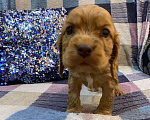 Собаки в Стерлитамаке: Щенки Мальчик, 11 000 руб. - фото 7
