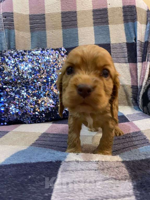 Собаки в Стерлитамаке: Щенки Мальчик, 11 000 руб. - фото 7