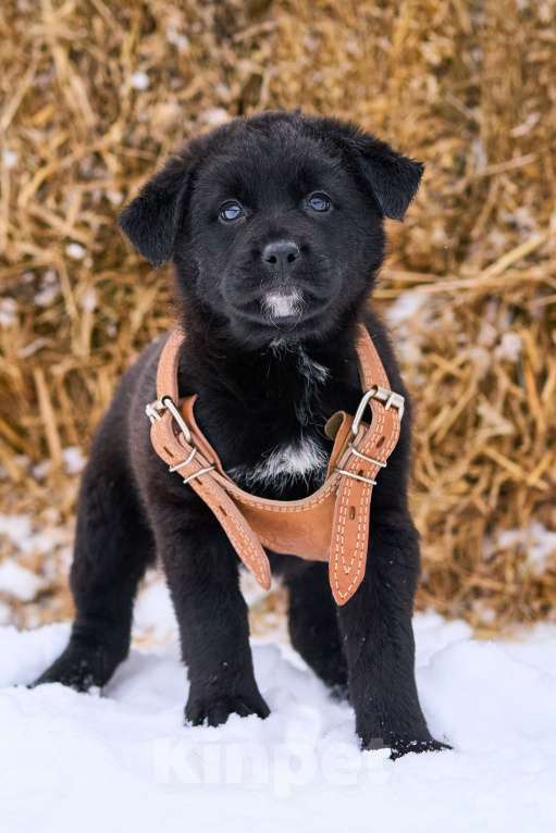 Собаки в Москве: щенок Гоша ищет семью Мальчик, Бесплатно - фото 2