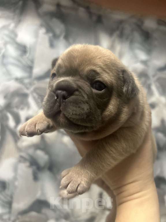 Собаки в Москве: Французский круассан 🥐  Мальчик, 100 000 руб. - фото 2