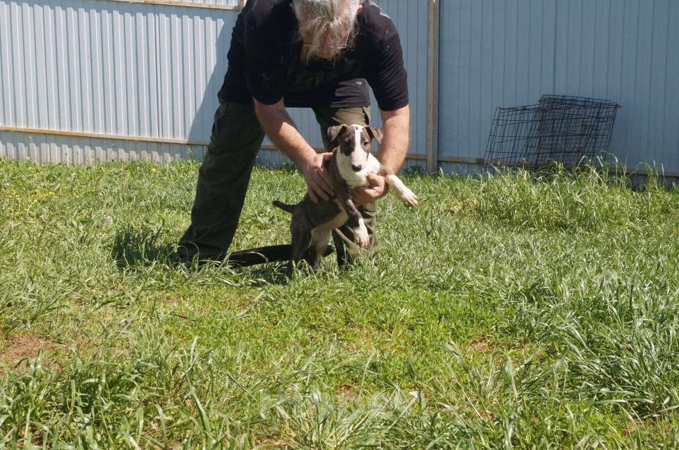 Собаки в Пушкино: крупная девочка стандартного бультерьера (Манюня) Девочка, 80 000 руб. - фото 2