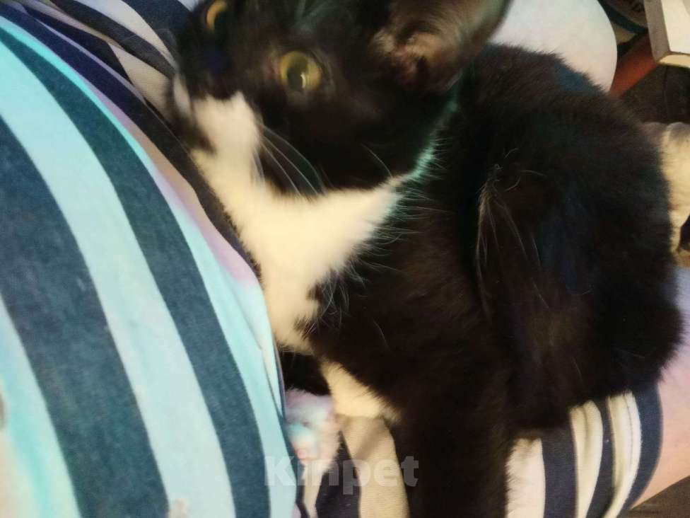 Кошки в Москве: Красивый котенок Феликс Мальчик, Бесплатно - фото 3